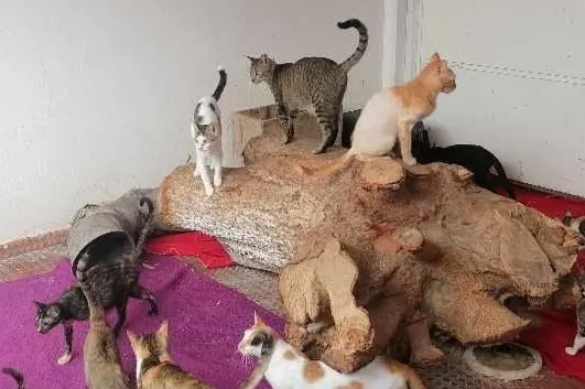 Veterinários de Angola defendem aprovação urgente da Lei em nome da saúde pública