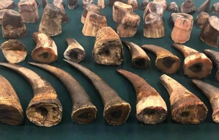 AGT e PFA apreendem 8 kg de chifres de rinoceronte e igual quantidade de ouro no AIAAN