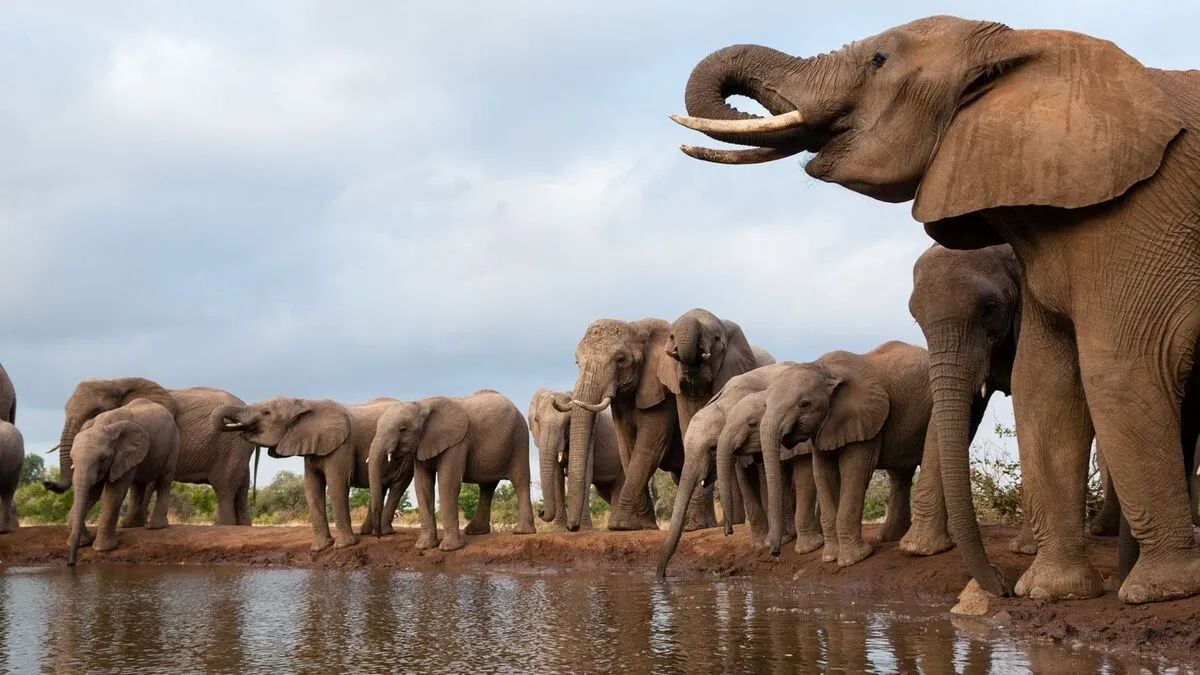 África trava luta contra colapso da biodiversidade, alerta WWF