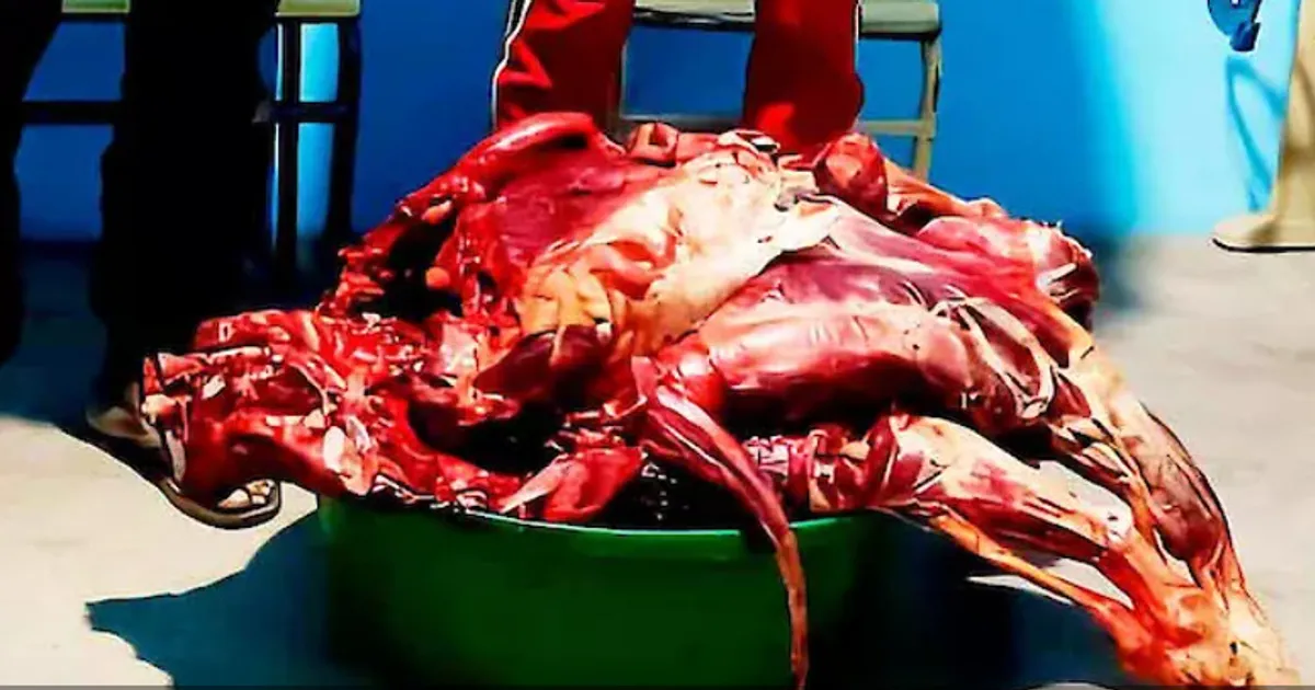 Huíla: SIC deteve dois irmãos quando abatiam clandestinamente um burro para venderem a carne nos mercados