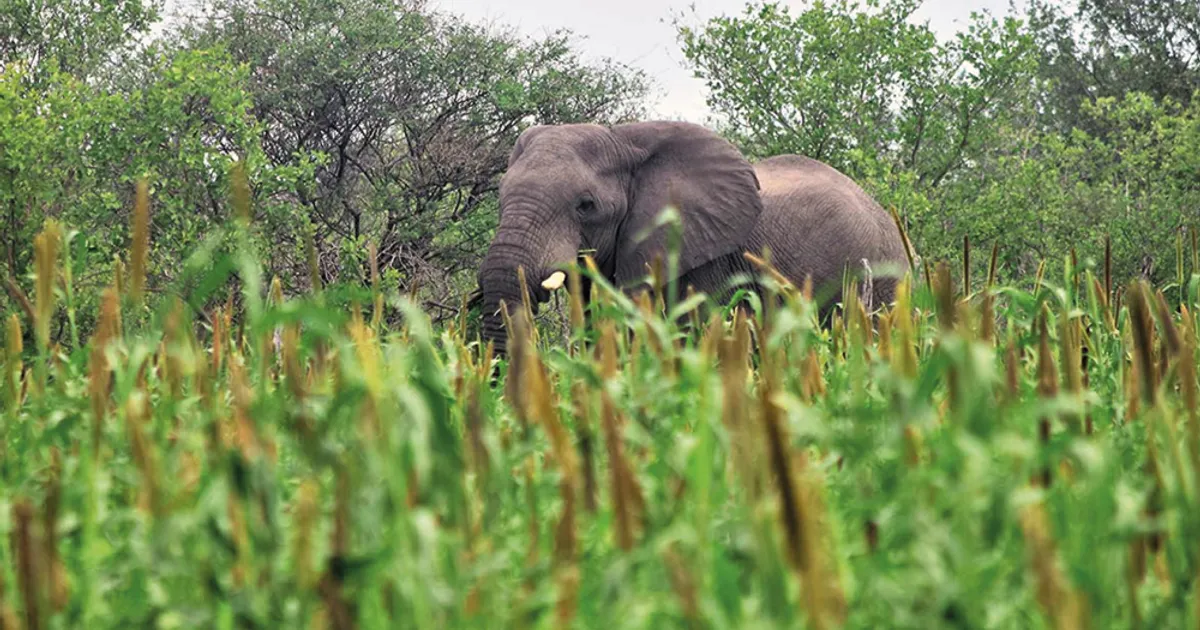 África: Os elefantes são os "bons gigantes" do mundo animal e compete ao Homem garantir o seu futuro, como está a acontecer, com sucesso e benefícios mútuos, no Quénia
