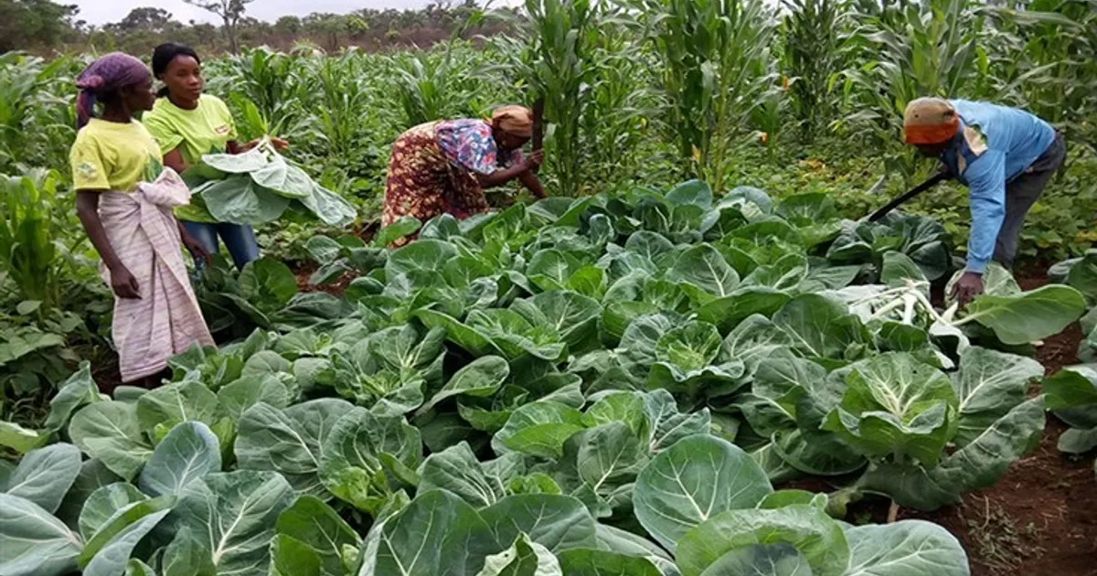 Governo vai abrir dois concursos públicos para apoiar agricultura familiar com fertilizantes e serviços de transporte