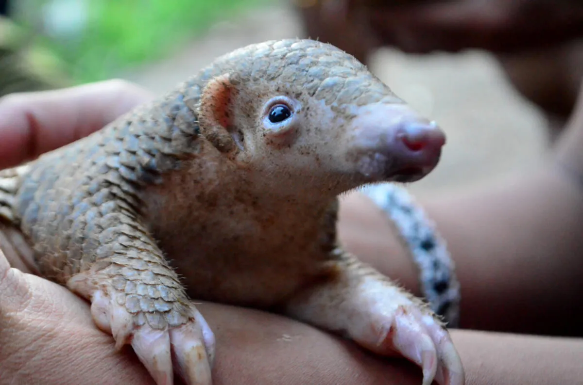 Ex-caçadores tornam-se guardiões da floresta e ajudam a salvar pangolins em Angola
