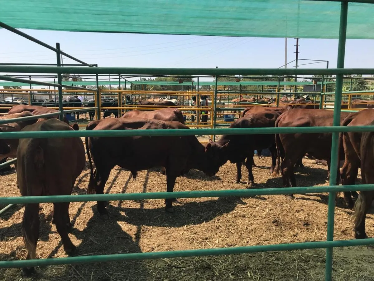 Benguela: Agricultores e pecuaristas sentem-se excluídos da "linha de salvação" das empresas afectadas pelas cheias - Lima Massano diz que não haverá discriminação