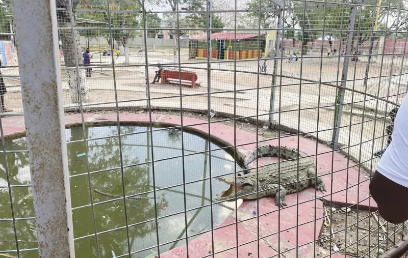 Jacaré Chico: o "Rei" de Catete que descontrai visitantes no Parque Deolinda Rodrigues