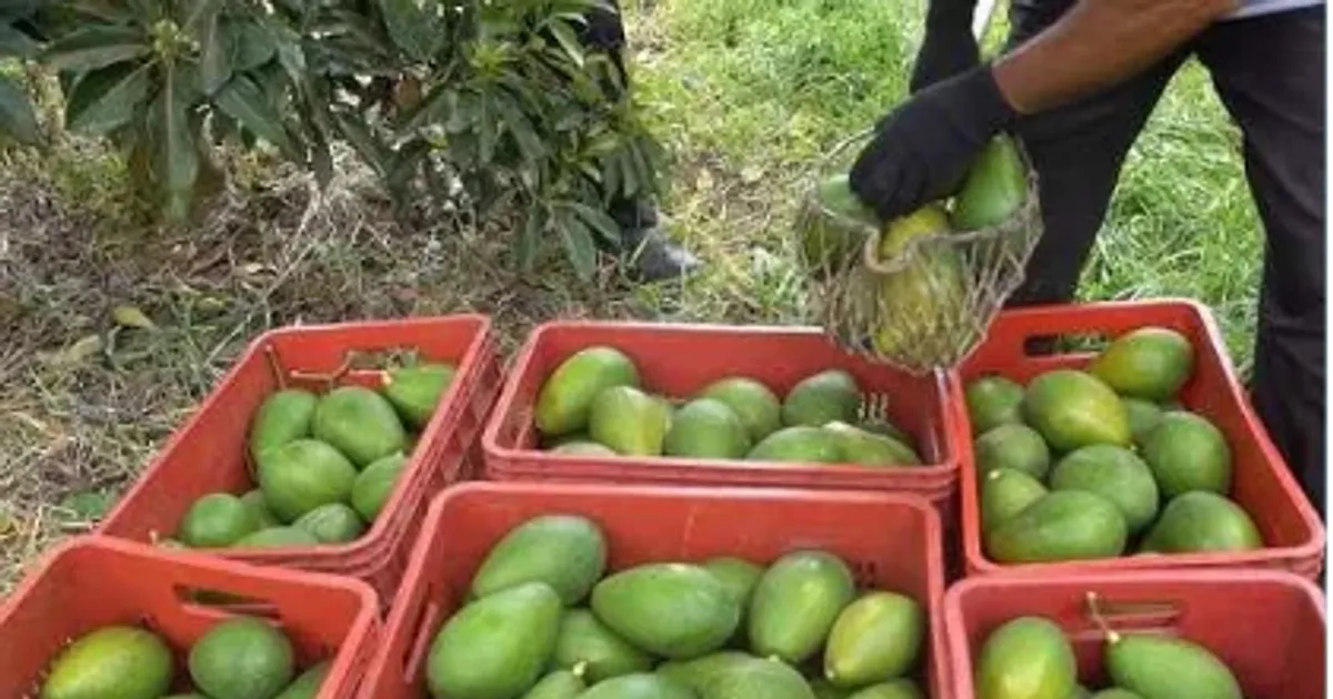 Fazenda de Caconda prepara primeira exportação de abacate