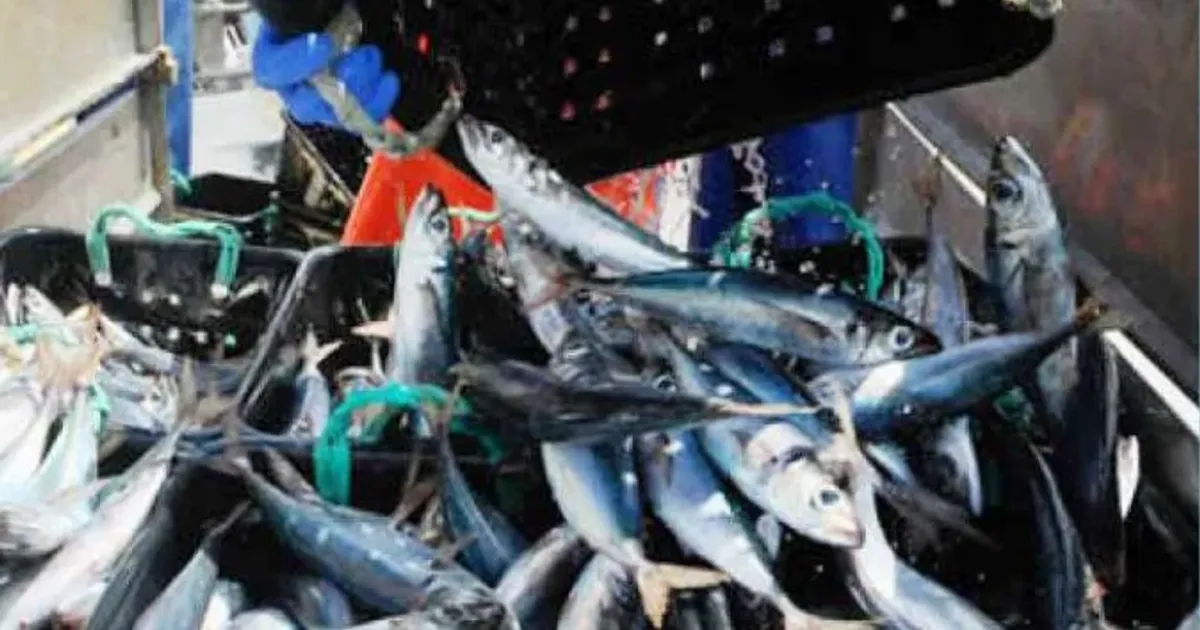 Volume de capturas de pescado ultrapassa um milhão de toneladas de diferentes espécies