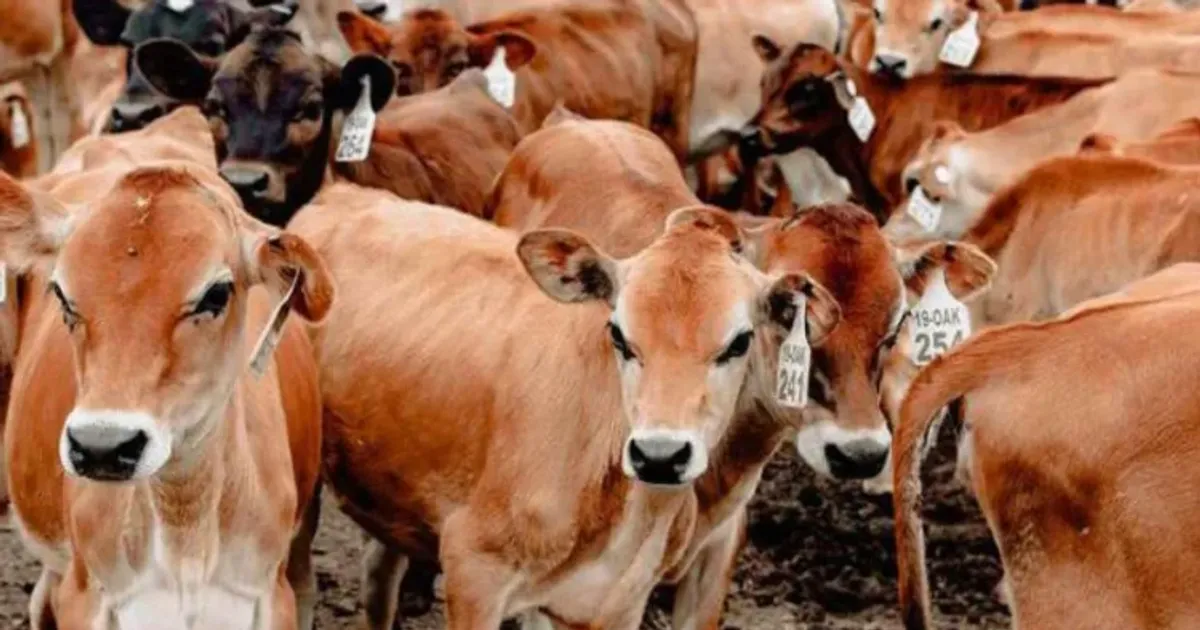 Recuperadas mais de 100 cabeças de gado em 30 dias no Cunene