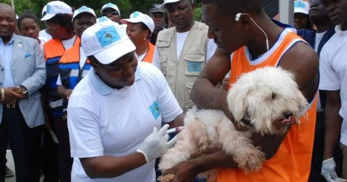 Mais de 11 mil animais vacinados contra a raiva em Malanje