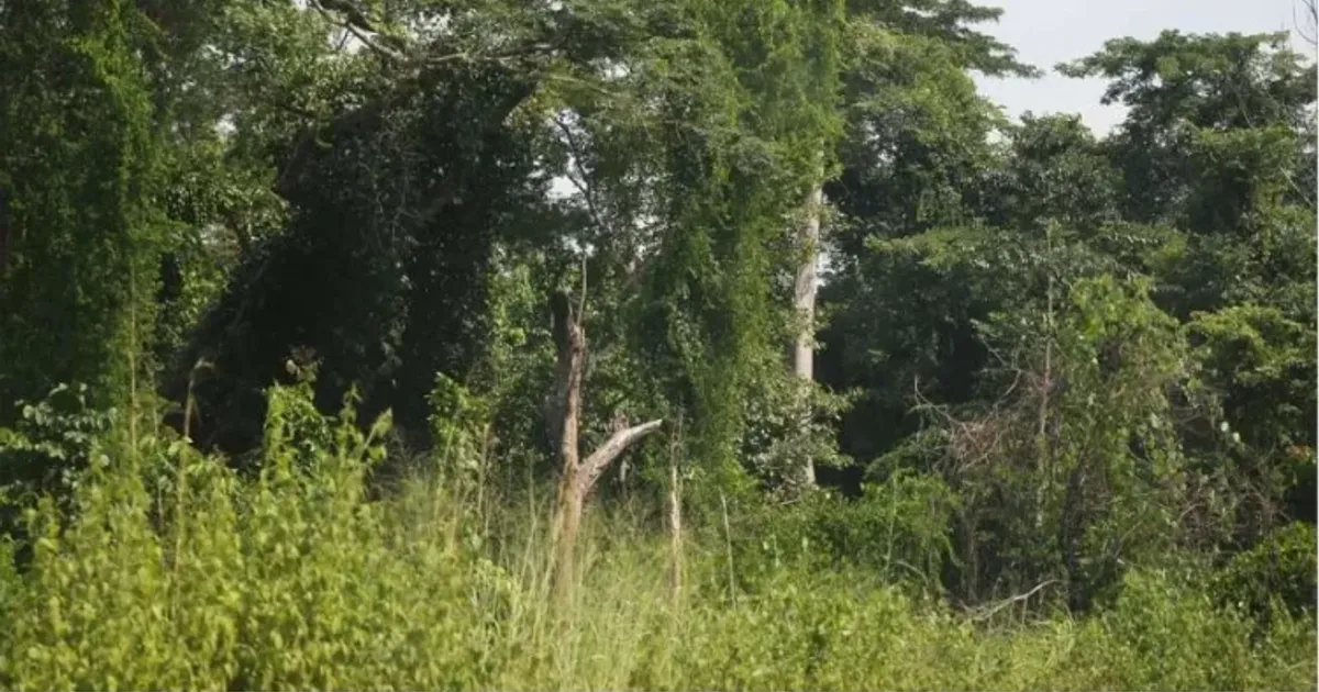 Academia de Sustentabilidade e Ambiente prepara I Fórum Internacional do Ambiente