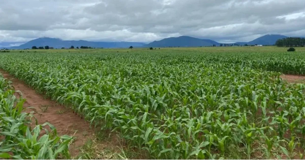 Ministro da Agricultura exorta governos provinciais a desburocratizar processos de cedência de terrenos para agricultura