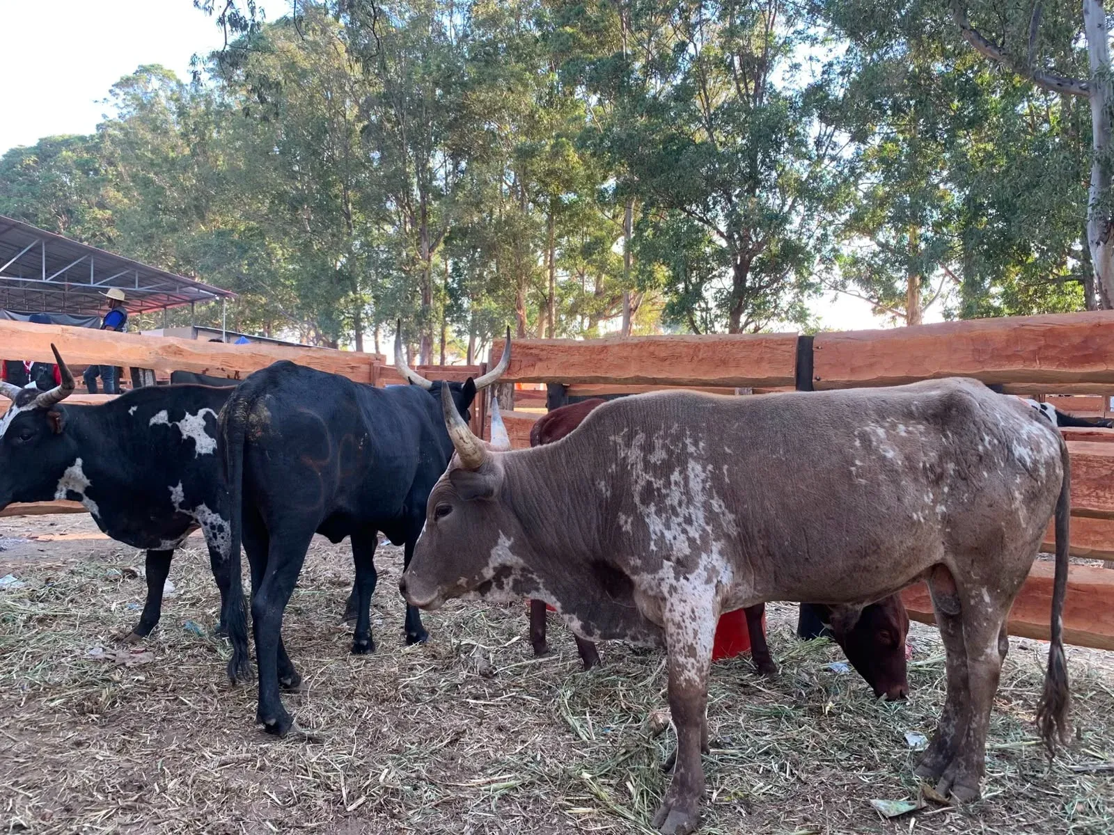 Angola precisa de 10 biliões de dólares para auto-suficiência da produção de carne bovina