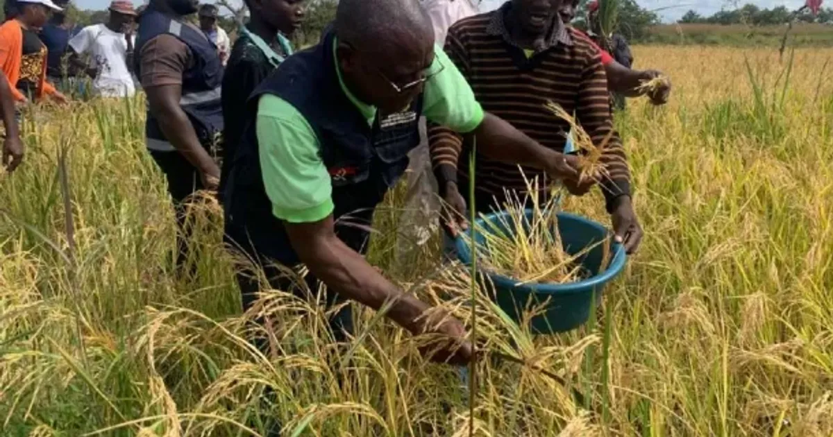 Ganda atende à projecção do PR na produção de grãos e acena com 333 toneladas de arroz
