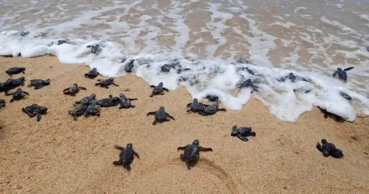 Trezentas mil tartarugas foram devolvidas ao mar em um ano pelo projecto Kitabanga