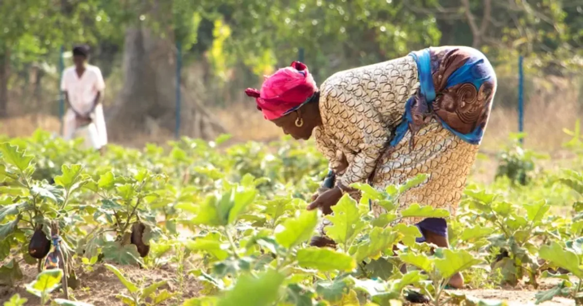 Namibe colhe mais de 160 toneladas de produtos agrícolas no primeiro semestre de 2025