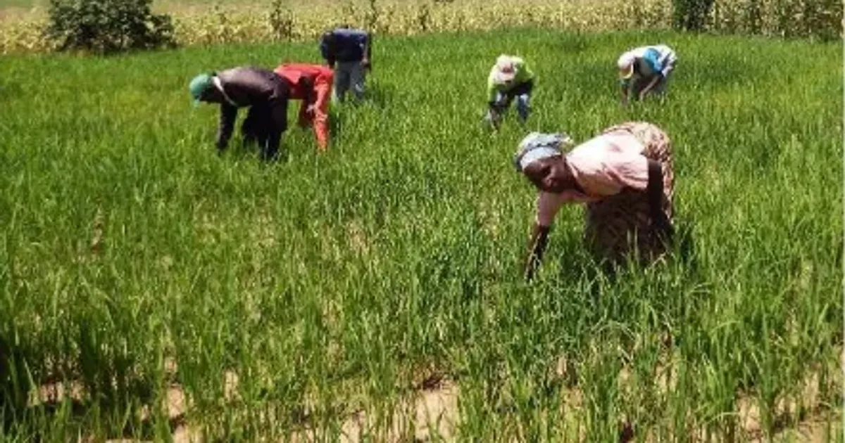 Projecto de reabilitação de infra-estrutura de produção de arroz no Luinga ganha financiamento de 6 mil milhões de kwanzas