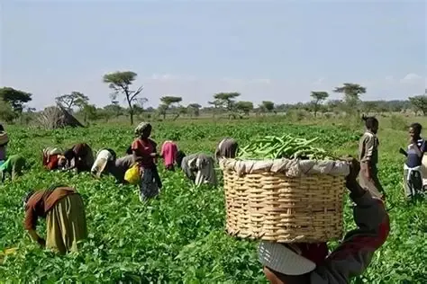 Falta de vias de acesso condiciona produção agrícola na Capunda Cavilongo