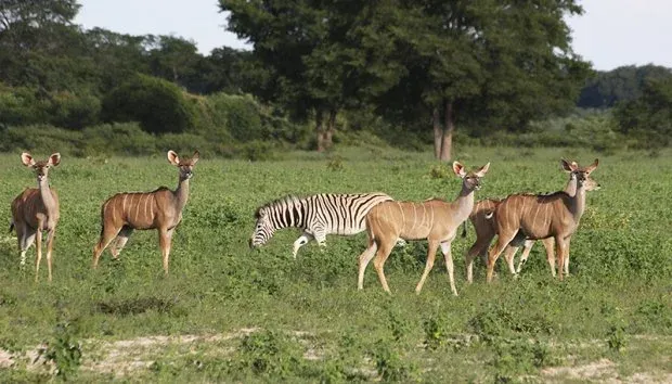 ACA defende reforço do controlo da caça para proteger a biodiversidade