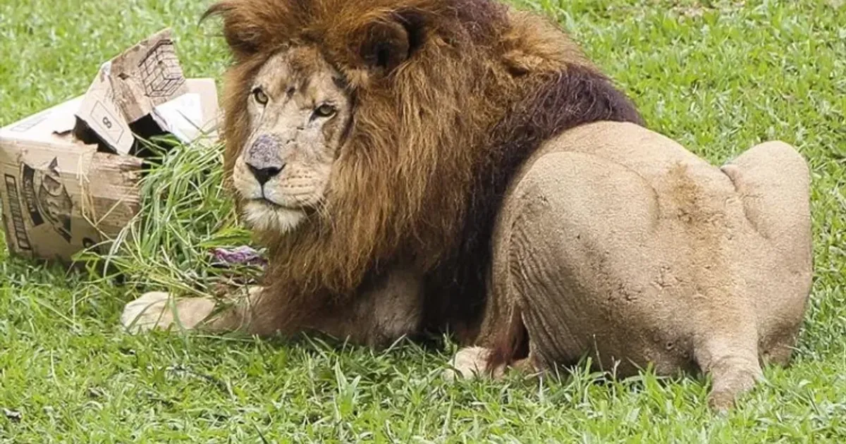 Leão foge de zoo na Turquia e ataca agricultor: “Agarrei-lhe o pescoço”
