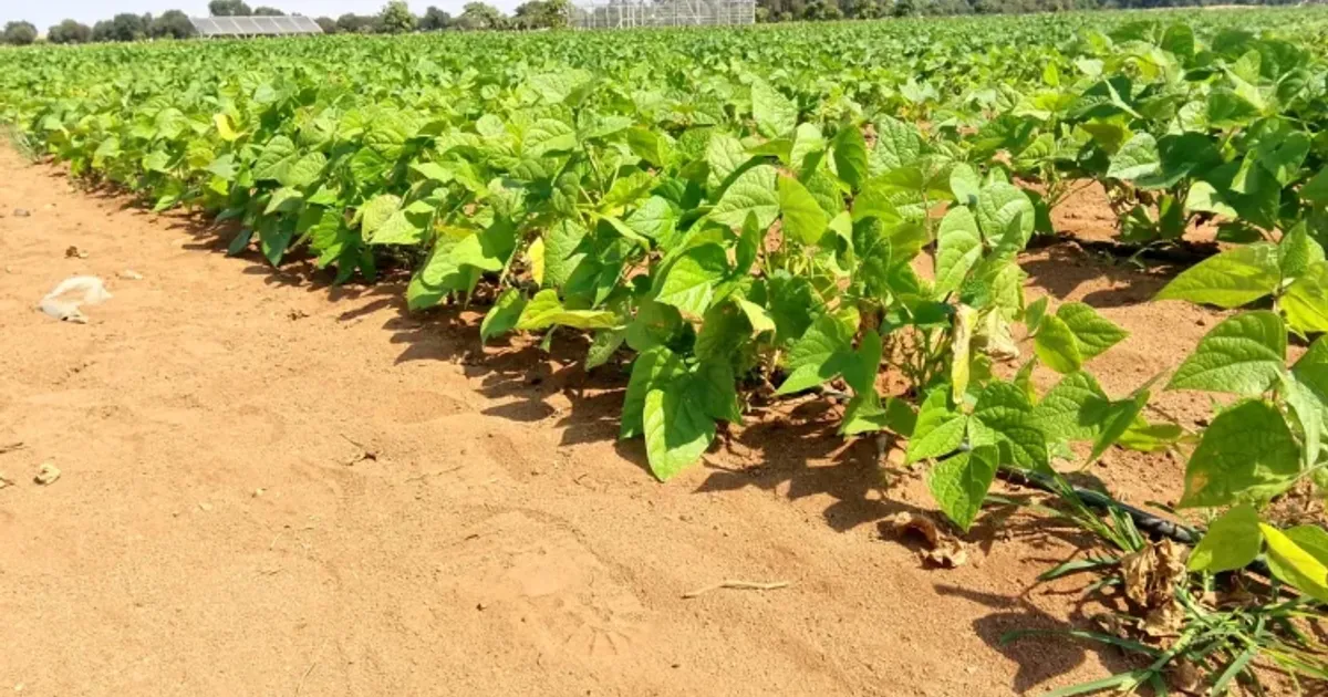 Projecto “Ma Tuningi” apoia cooperativas agrícolas no Namibe