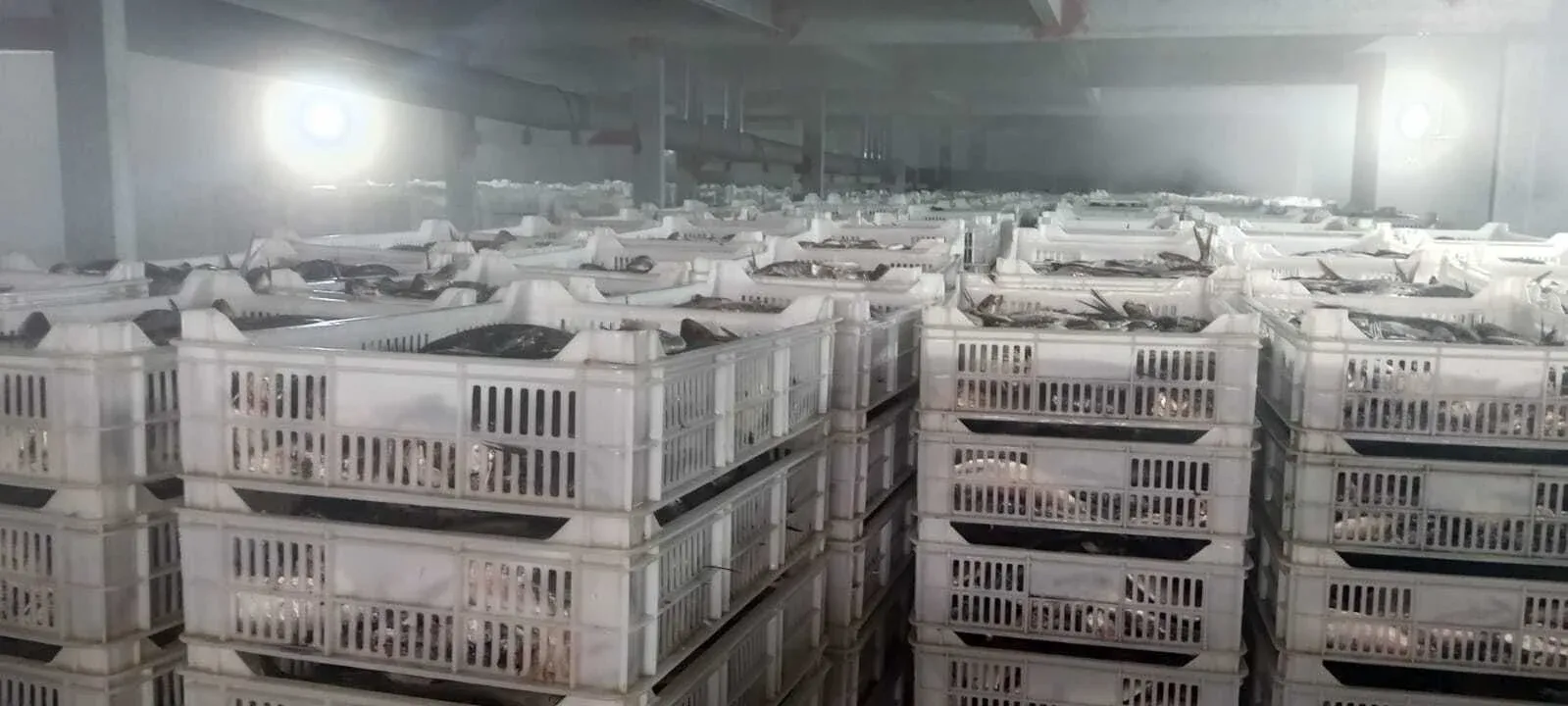 Apreendidas duas toneladas de sardinha imprópria para consumo no Cuanza-Sul; sete trabalhadores desmaiaram e pescado foi incinerado