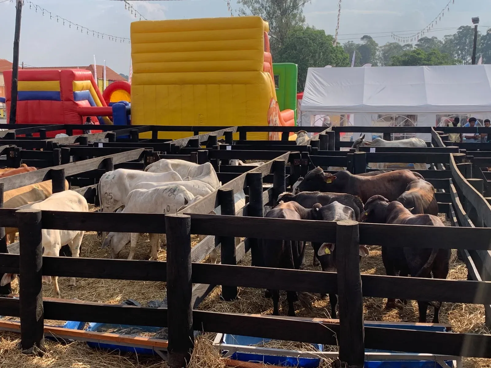 Feira Agro-Pecuária e Leilão de Gado do Huambo movimenta Kz 1,7 mil milhões e atrai 102 expositores