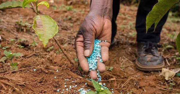 Governo do Huambo prevê distribuir 3 mil toneladas de fertilizantes na próxima campanha agrícola