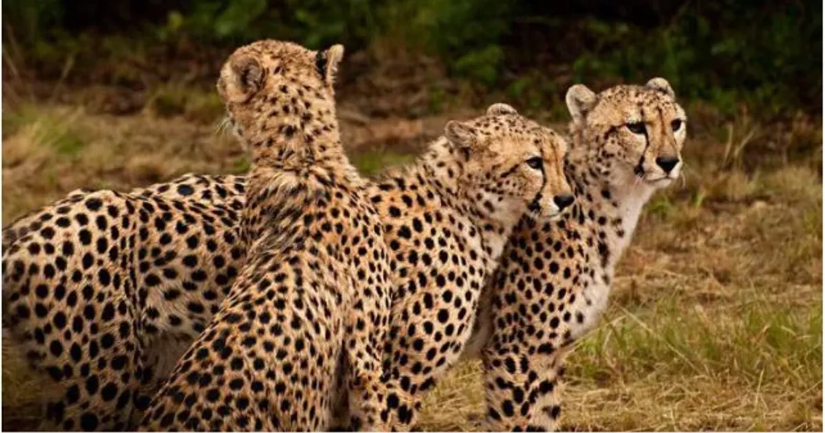 Cheetah Conservation Initiative diz haver chitas em Angola