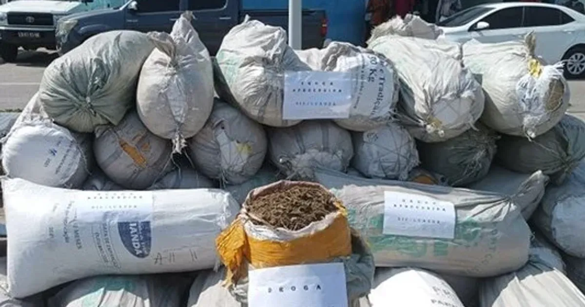 Apreendidas mais de 10 mil porções de liamba em posse de um casal em Icolo e Bengo