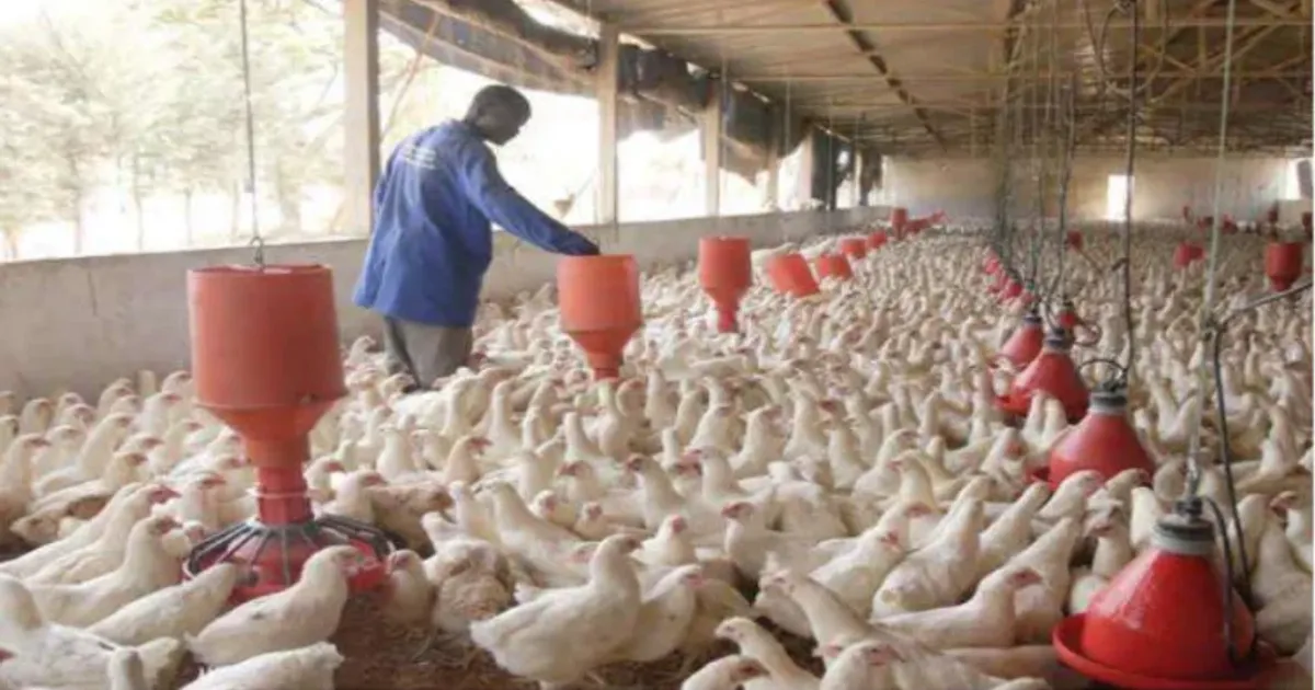 Cerca de 90% das pequenas empresas avícolas “morreram’’ nos últimos dez anos