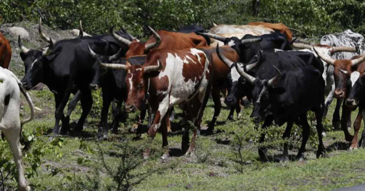 Operação “Ongombe” recupera 9 cabeças de gado na Chibia