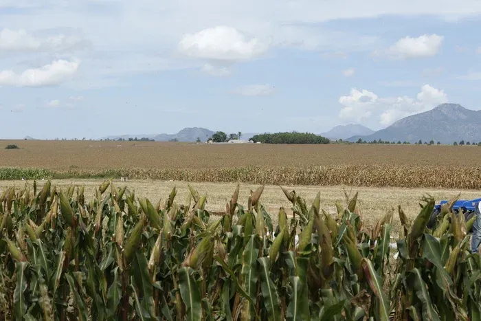 Município do Sambo produz 100 mil toneladas de milho por ano e Cuima quer ser maior produtor de repolho no Huambo