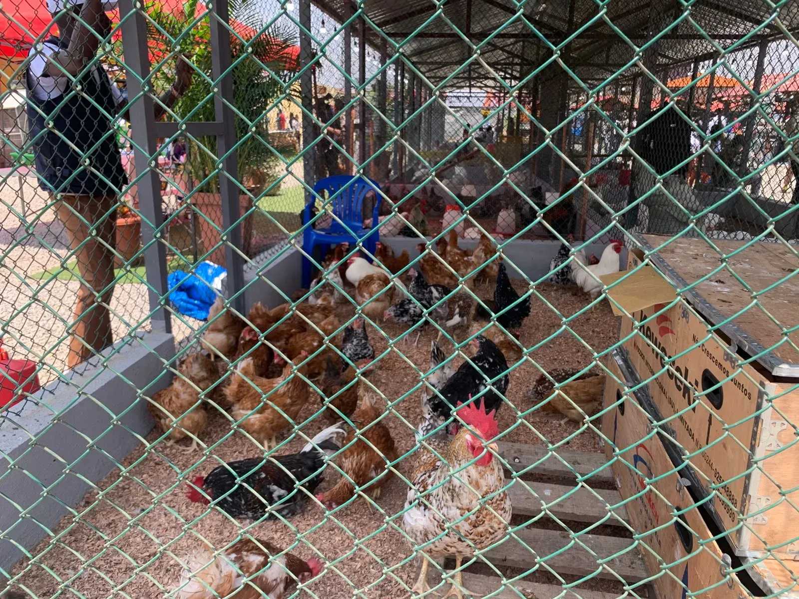 País gasta por ano mais de 300 milhões de kwanzas na importação de frango