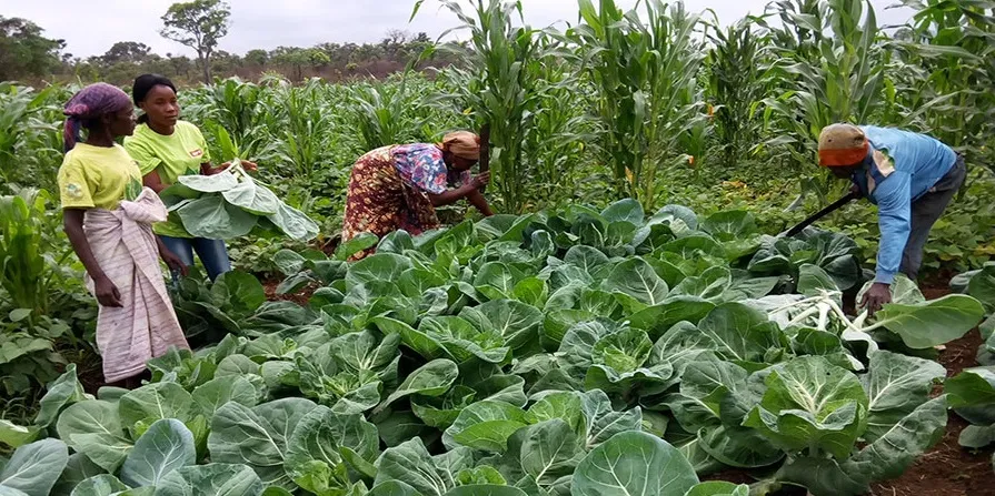 Disponibilidade de fertilizantes aumentou mais de 13 vezes em quatro anos