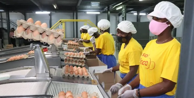 PRODESI apoiou cerca de 6.300 projectos e contribuiu para criação de mais de ...