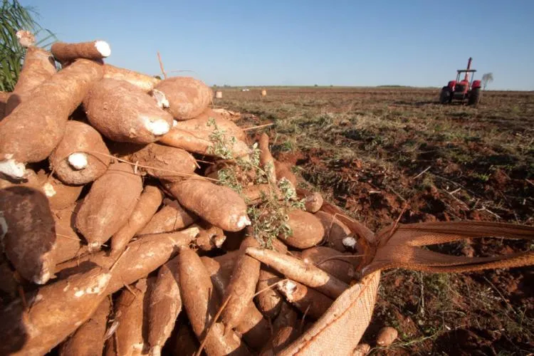 Angola prevê disparar em mais de 500% a produção de mandioca nos próximos cinco anos