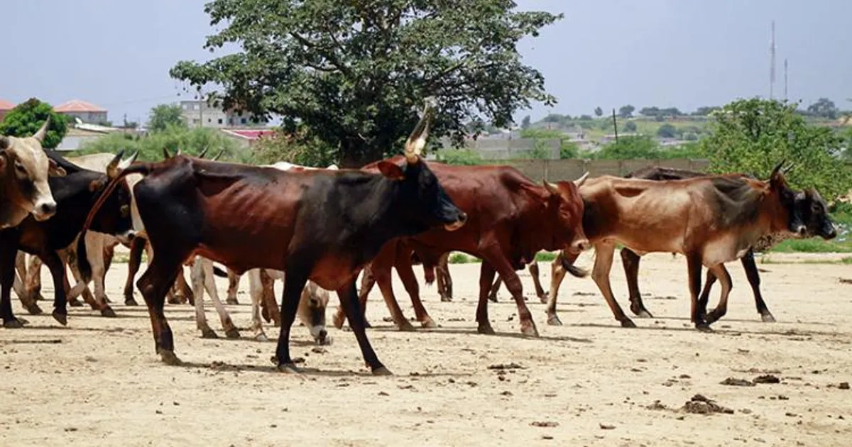 Criadores de gado com perdas de milhões por falta de vacinas e laboratórios