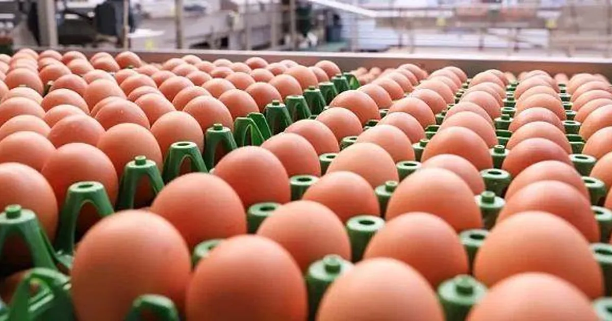Tanto o leite como os ovos tiveram quedas de produção superiores a 12%
