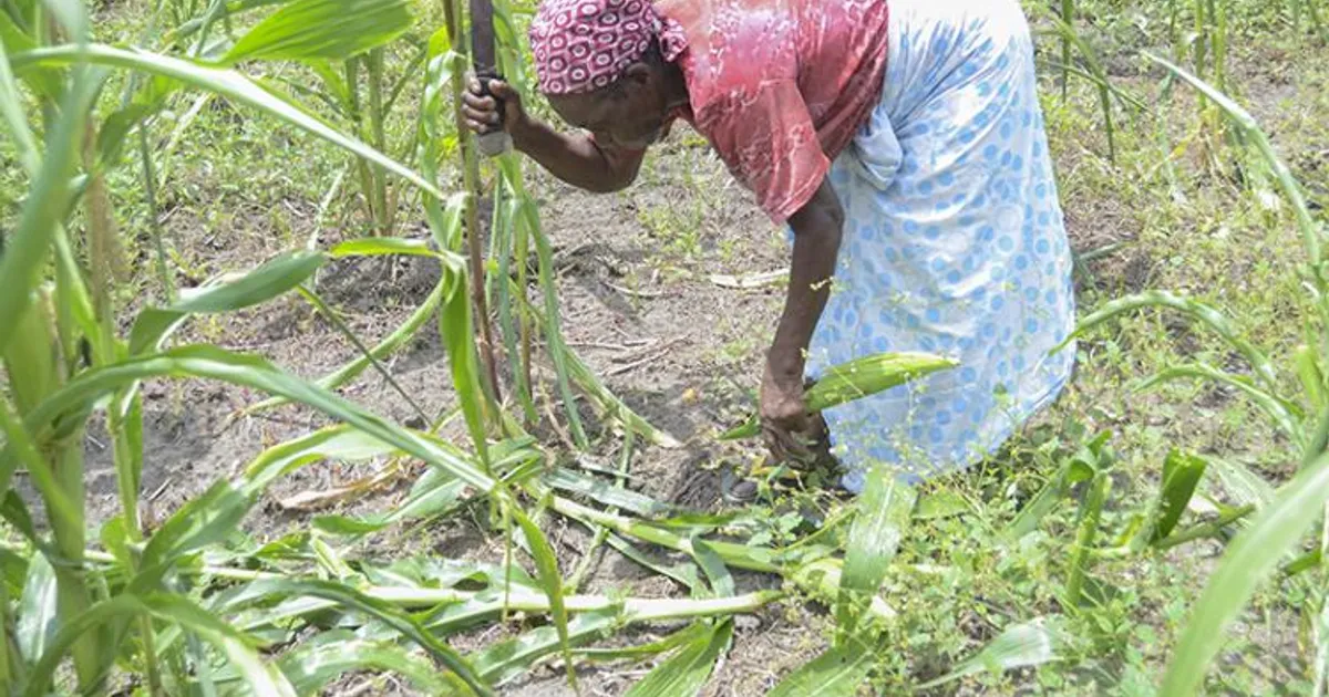 Produção agrícola regista défice de 77,4% nos últimos cinco anos