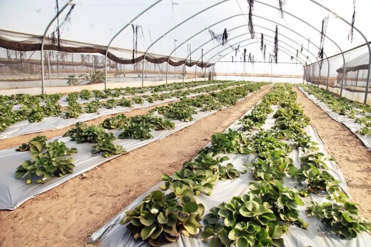 Atrasos do FADA deixam projectos agrícolas paralisados e produtores endividados