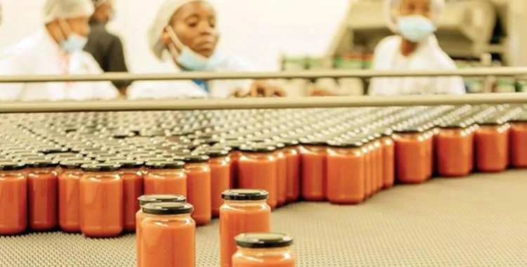 Tomate: fábrica em Dombe Grande espera matéria-prima