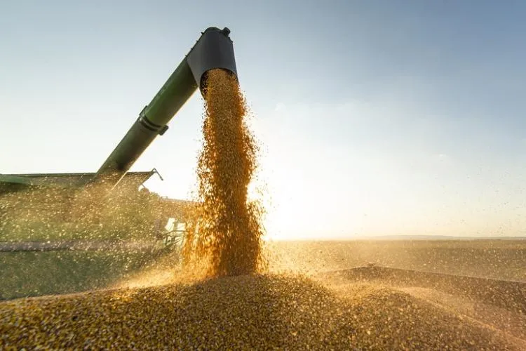 Ministério da Agricultura medeia venda de milho, mas produtores continuam à espera de compradores