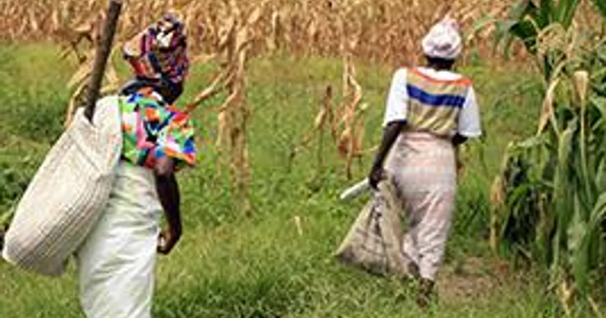 UNACA destaca aumento da produção, mas diz que maioria da agricultura ainda é feita de “enxadas e catanas”