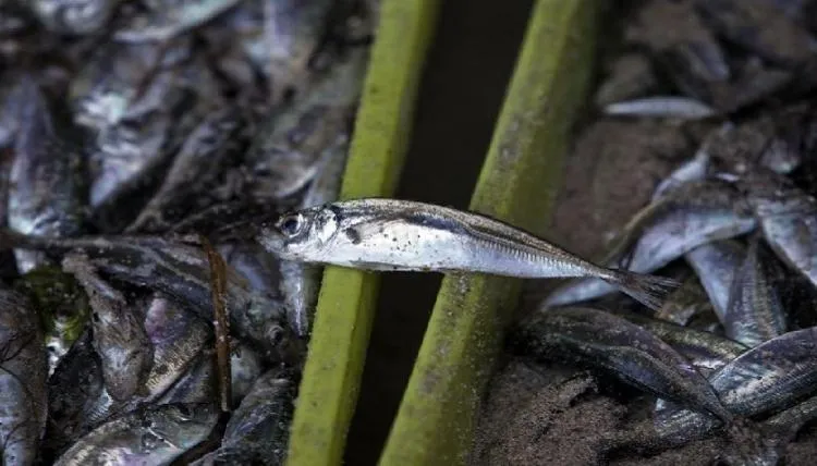 Governo suspende pesca do carapau para garantir sustentabilidade da espécie