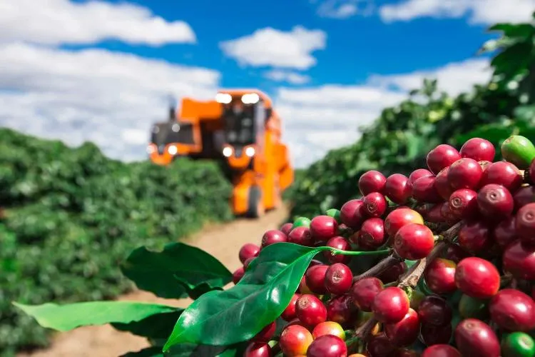 Produção de café recua 91,7% hectares desde o período pré-independência