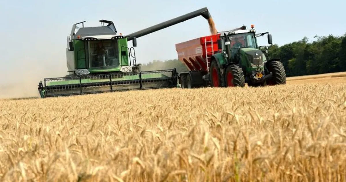 Mais de 130 toneladas de milho podem estragar-se por falta de escoamento