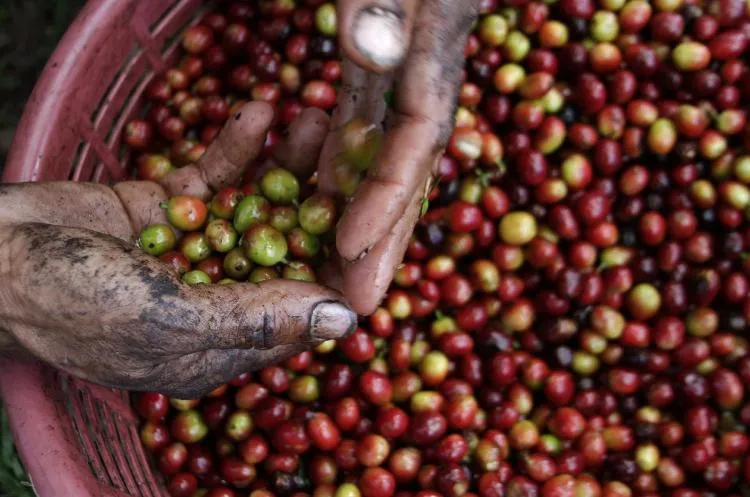 Sector do café representa 28% das exportações da Etiópia