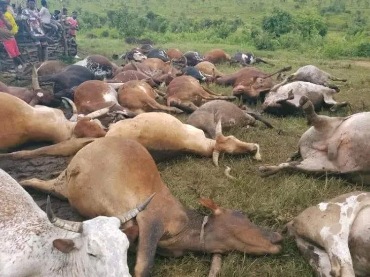 Estiagem provoca morte de mais de 6 mil cabeças gado em Benguela