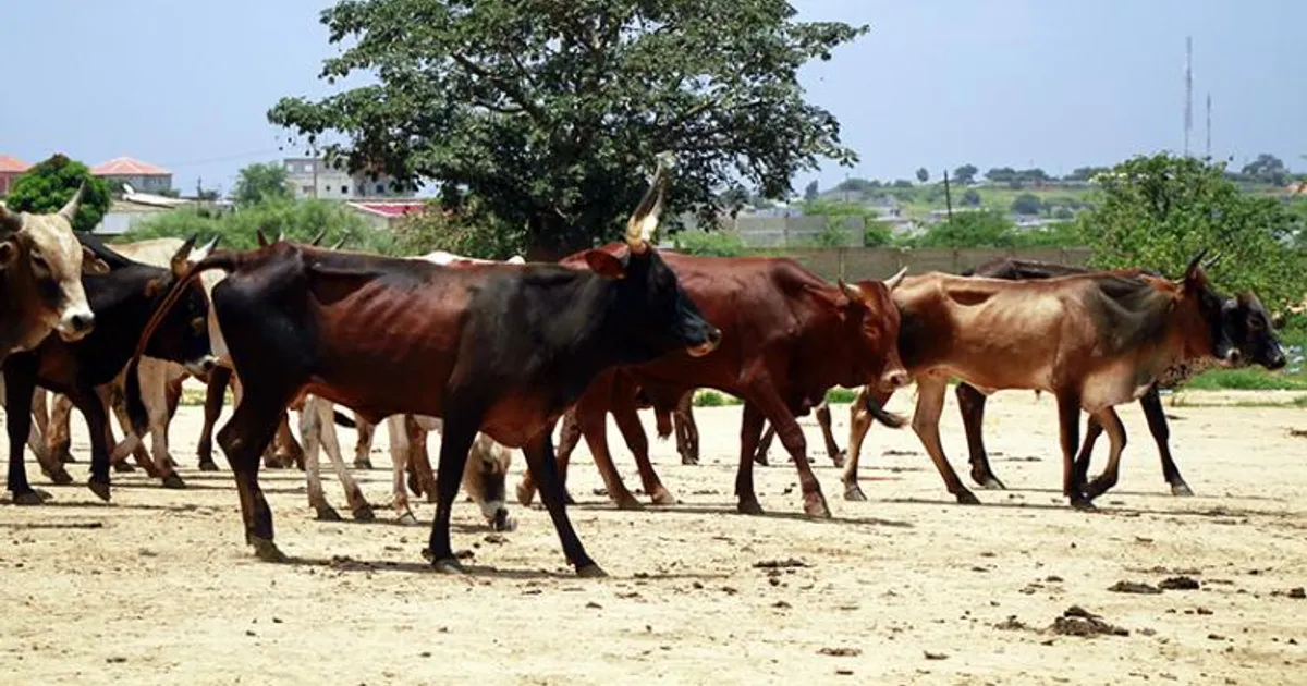 Roubo de gado e insucesso de programas agropecuários impedem criação de mercado auto-suficiente