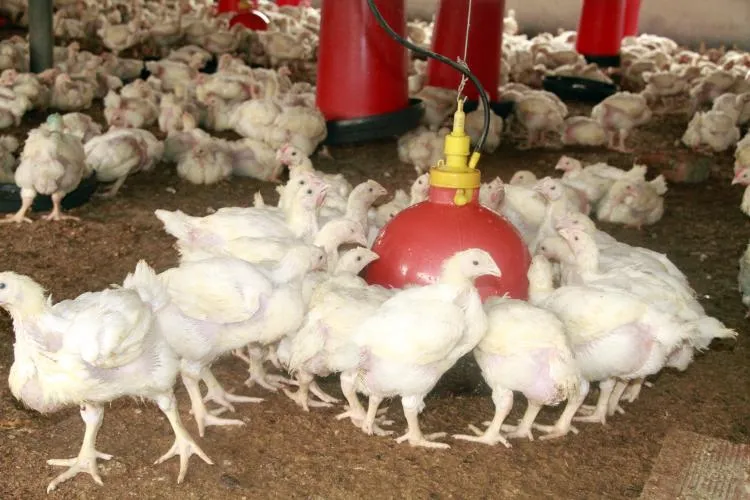 Avicultores desafiam Ecodima e acusam importadores de “asfixiar” produção nacional de frango